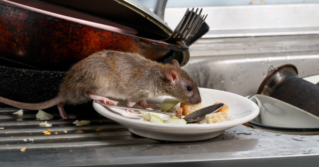 mouse eating leftover food